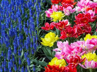 обои Colorful Tulips and Grape Hyacinths,   Keukenhof Gardens,   Lisse,   Holland фото