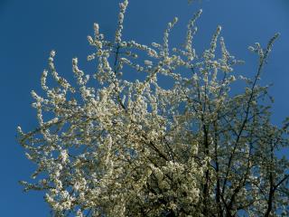 обои Цветут весенние деревья фото