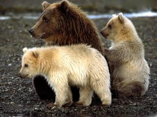 обои Семейство медведей фото