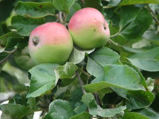 обои Садовые яблоки фото