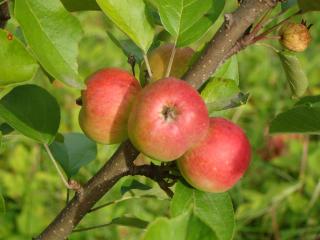 обои Красные садовые яблоки фото