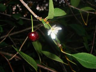 обои Ягодка вишни и распустившийся цветок фото