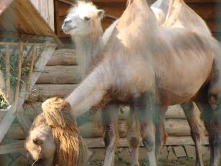 обои Верблюды из зоопарка фото