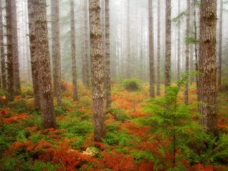 обои Foggy Forest in Fall,   Olympic National Forest,   Washington фото