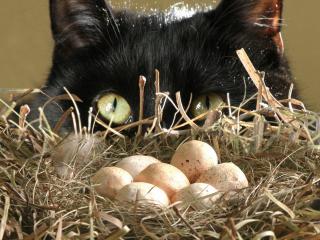 обои Кот и яйца фото