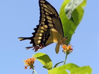 обои Бабочка собирает нектар фото