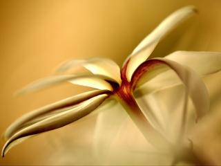 обои Распустившийся цветок ванили фото