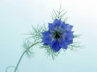 обои Синий колючий цветок семейства маков фото