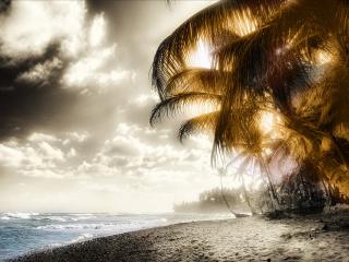 обои Старая пальма свисающая над берегом моря фото