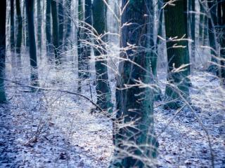 обои Деревья в снежном лесу фото