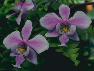 обои Бледно фиолетовые цветочки фото