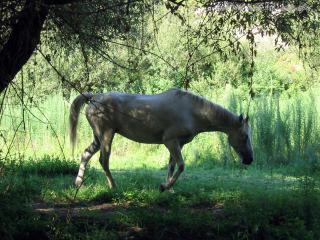 обои для рабочего стола: Cavallo a Berchida