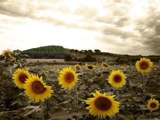 обои для рабочего стола: Girasoli toscana