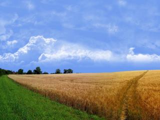обои Пшеничное поле и колея от мотоцикла фото