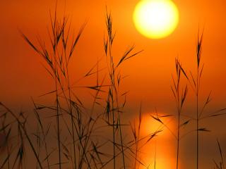 обои Осенний камыш под солнечным закатом фото