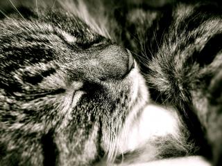 обои Сладкий сон котенка фото