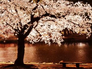 обои Пруд в весеннем парке у цветущего дерева, ночной пейзаж фото
