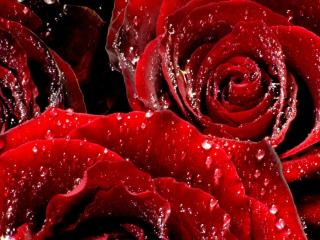 обои для рабочего стола: Розы в каплях дождя