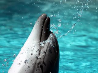 обои Умный дельфин фото