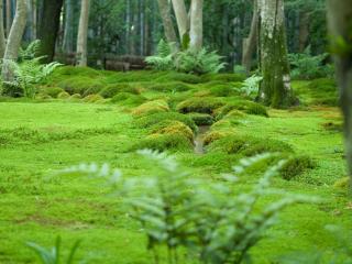 обои Зеленая лесная лужайка с ручьем фото