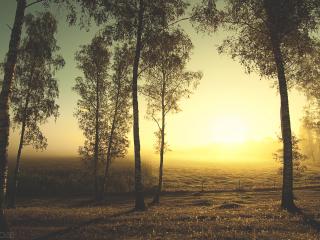 обои Утренний туманный лес фото