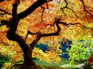 обои Осенний  красочный пейзаж фото
