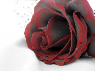 обои Красная роза в каплях дождя фото