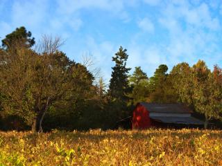 обои Красный дачный домик в лесу фото