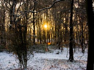 обои Зимнее солнце садится в лесу фото
