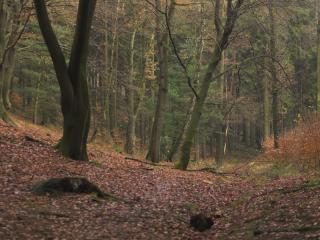 обои Ковер из осенних листьев в лесу фото