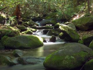 обои Журчащий лесной ручей среди камней фото