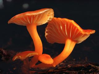 обои Оранжевые грибы фото