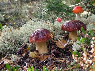 обои Северные грибы фото