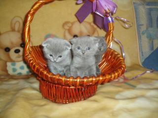 обои Дымчатые котята в подарочной корзине фото