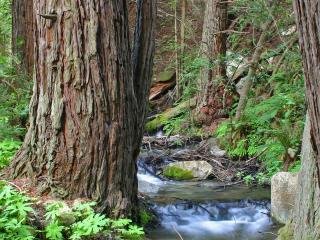 обои Лесной ручей среди могучих деревьев фото