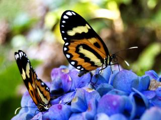 обои Две бабочки сидят на цветке фото