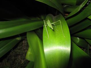 обои Зеленый кузнечик на листике растения фото