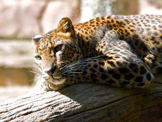 обои Отдыхающий леопард фото