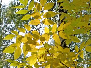 обои Желтые листья в березовой роще фото