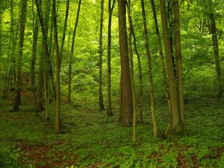 обои Густой зеленый лес фото