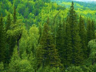 обои Лесной зеленый пейзаж фото