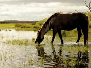 обои На водопое фото