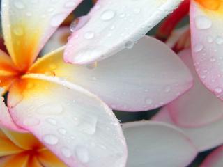 обои Лепестки белого цветка в каплях дождя фото