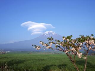 обои Векка цветущей черешни на фоне вулкана фото