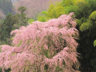 обои Цветущая весенняя сакура, на фоне зеленых деревьев фото