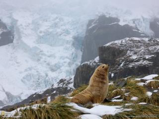 обои Северный тюлень высоко в горах фото