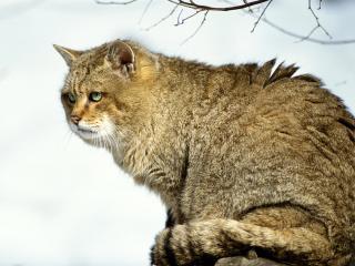 обои для рабочего стола: Кот на ветке дерева