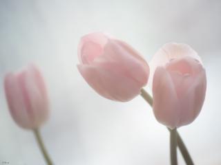 обои Нежные весенние тюльпаны фото