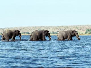 обои Слоны купаются фото