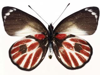 обои Яркая бабочка фото